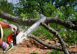 Best Seasonal Cleanup (Spring/Fall)  in Tunica, MS