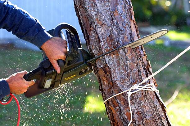 Best Palm Tree Trimming  in Tunica, MS