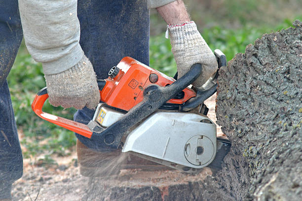 Best Tree Planting  in Tunica, MS