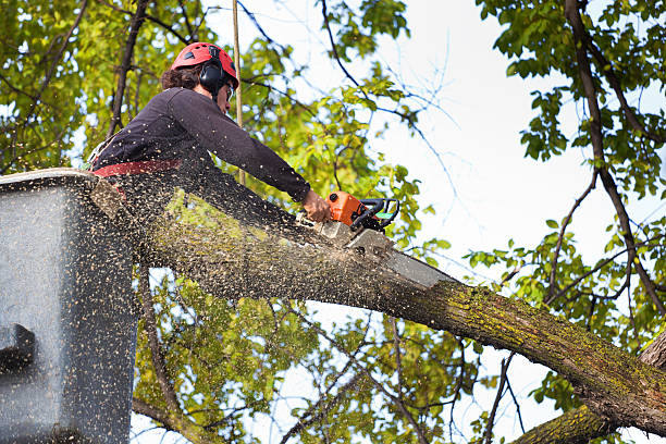 Best Emergency Tree Removal  in Tunica, MS